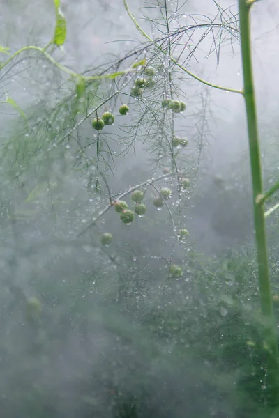 Bir sis yağmur damlaları ile kuşkonmaz dalları