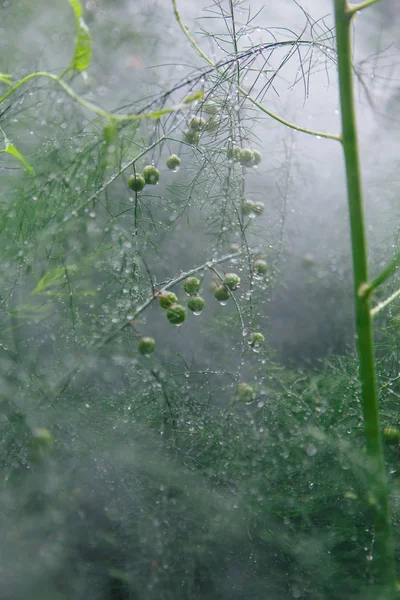 Bir sis yağmur damlaları ile kuşkonmaz dalları