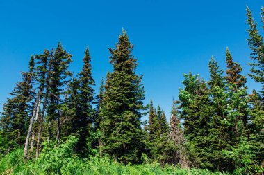 Tepede yaz kürk ağacı orman