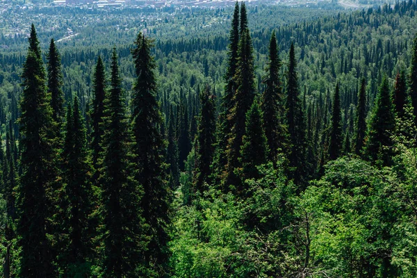 Forêt d'arbres à fourrure d'été sur la colline — Photo