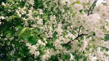 Rüzgar üzerinde hareketli çiçeklenme elma ağacı dalları