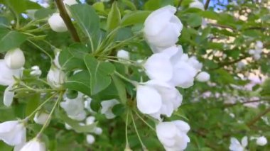 Rüzgar üzerinde hareketli çiçeklenme elma ağacı dalları