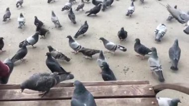 Aç güvercinler kadın yanında tezgah üzerinde oturan ve bir yiyecek bekliyor