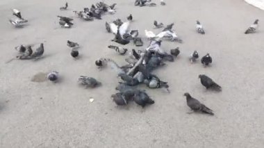 Yerden ekmek ve tohum çalışan ve yeme aç güvercinler grubu.