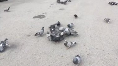 Yerden ekmek ve tohum çalışan ve yeme aç güvercinler grubu.