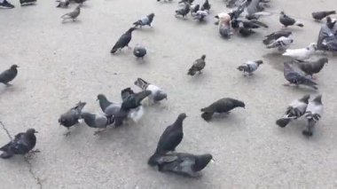 Yerden ekmek ve tohum çalışan ve yeme aç güvercinler grubu.