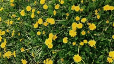 Bir alanda karahindiba çiçekler