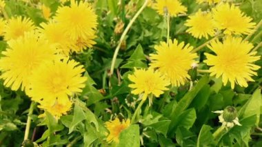 Bir alanda karahindiba çiçekler