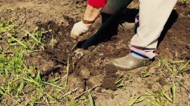 Yaşlı kadın çatal ile çim kaldırır