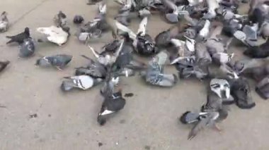 Yerden ekmek ve tohum çalışan ve yeme aç güvercinler grubu.