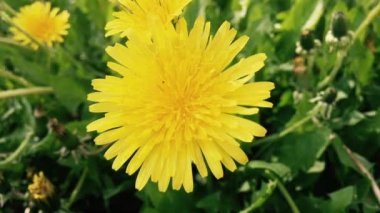 Bir alanda karahindiba çiçekler