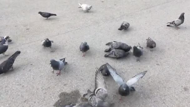 Gruppo di piccioni affamati che corrono e mangiano pane e semi da terra . — Video Stock