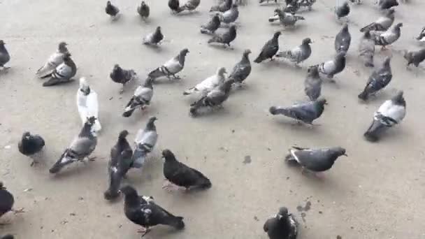 Grupo de palomas hambrientas corriendo y comiendo pan y semillas del suelo . — Vídeo de stock