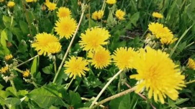 Bir alanda karahindiba çiçekler