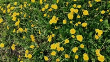 Bir alanda karahindiba çiçekler