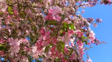 Mavi berrak gökyüzünün arka planında rüzgarda hareket eden pembe elma ağacı dalları