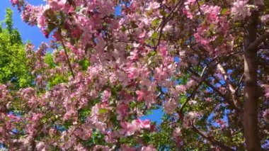 Mavi berrak gökyüzünün arka planında rüzgarda hareket eden pembe elma ağacı dalları