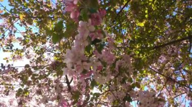 Mavi berrak gökyüzünün arka planında rüzgarda hareket eden pembe elma ağacı dalları