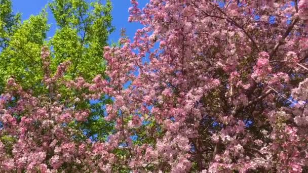 Kwitnące różowe jabłoni gałęzie poruszające się po wiatrem na tle niebieskiego jasnego nieba — Wideo stockowe