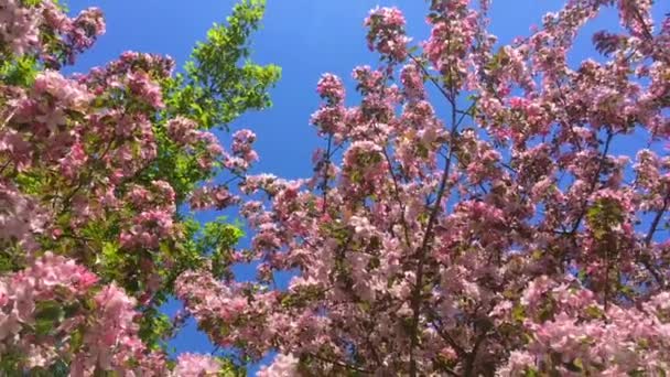 盛开的粉红色苹果树枝在蓝天的风中移动 — 图库视频影像