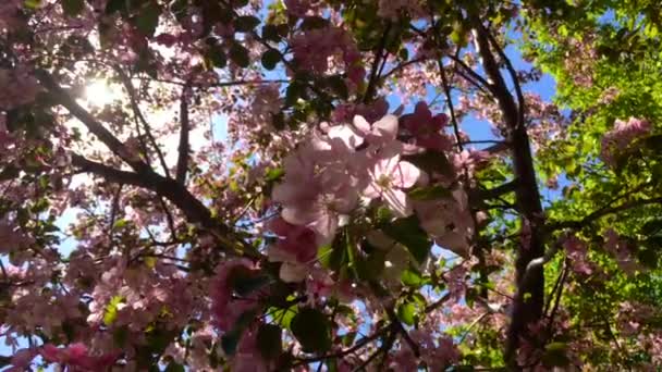 盛开的粉红色苹果树枝在蓝天的风中移动 — 图库视频影像