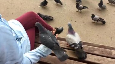 Aç güvercinler WOMANS el ve yeme Ayçiçeği tohumları oturan