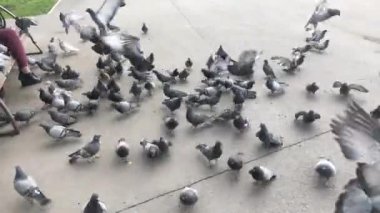 Yerden ekmek ve tohum çalışan ve yeme aç güvercinler grubu.