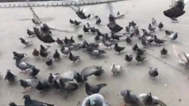 Yerden ekmek ve tohum çalışan ve yeme aç güvercinler grubu.