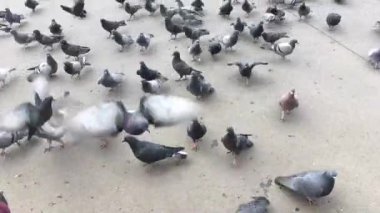 Yerden ekmek ve tohum çalışan ve yeme aç güvercinler grubu.