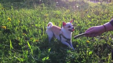 Beyaz Chihuahua koşuyor ve çimenlerde bir sopayla oynuyor..
