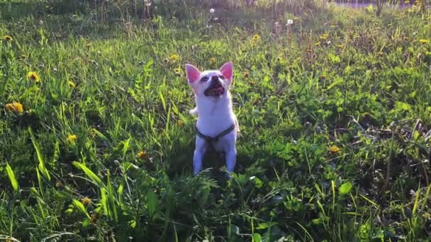 Chihuahua branco correndo e brincando com um pau na grama . — Vídeo de Stock