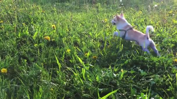 Beyaz Chihuahua koşuyor ve çimenlerde bir sopayla oynuyor.. — Stok video