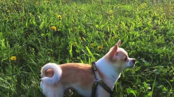 White Chihuahua running and playing with a stick on the grass. — ストック動画