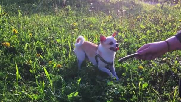 Chihuahua branco correndo e brincando com um pau na grama . — Vídeo de Stock
