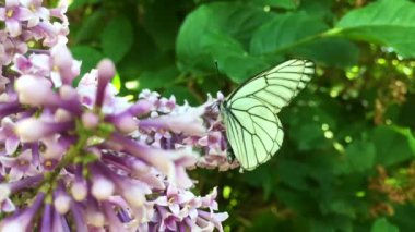 Beyaz lahana kelebeği Pieris sutyen leylak çiçeğinden uçuyor. Yavaş çekim