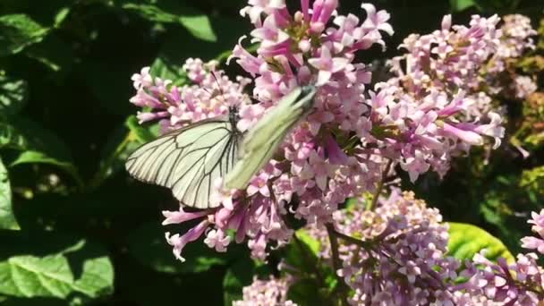 Beyaz lahana kelebeği Pieris sutyen leylak çiçeğinden uçuyor. Yavaş çekim — Stok video