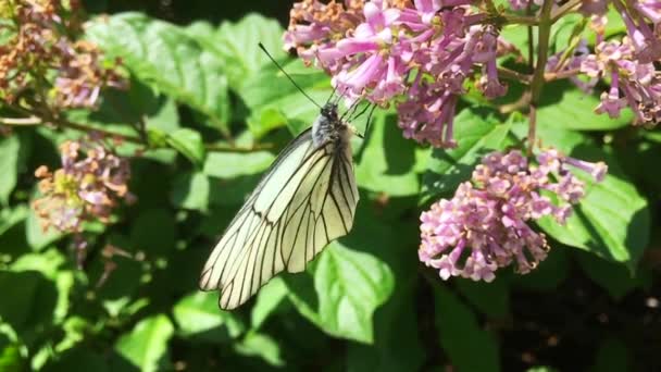 Borboleta de repolho branco Pieris brassicae sentado em flor de lilás. Movimento lento — Vídeo de Stock