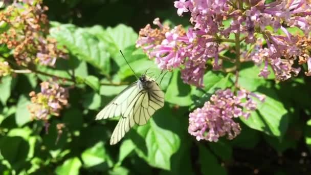 Beyaz lahana kelebeği Pieris sutyen leylak çiçeğinin üzerinde oturuyor. Yavaş çekim — Stok video