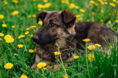 Genç evsiz çoban dandeions bir alanda yatıyor