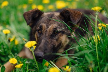 Genç evsiz çoban dandeions bir alanda yatıyor