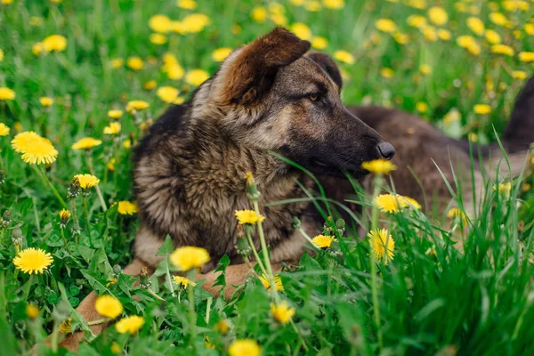 Young homeless shepherd is lying in a field of dandeions — Stock Photo, Image