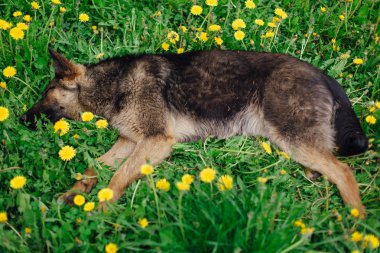 Genç evsiz çoban dandeions bir alanda yatıyor