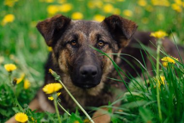 Genç evsiz çoban dandeions bir alanda yatıyor