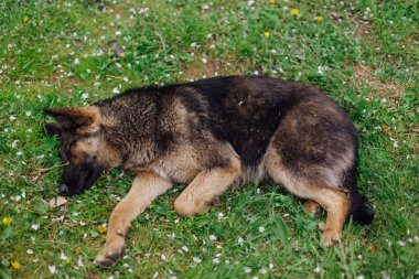 Genç evsiz çoban çimenlerin üzerinde yatıyor.