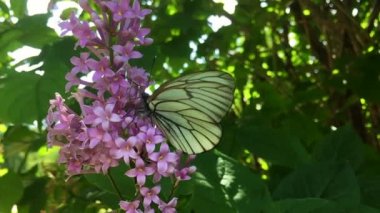 Beyaz lahana kelebeği Pieris sutyen leylak çiçeğinin üzerinde oturuyor. Yavaş çekim