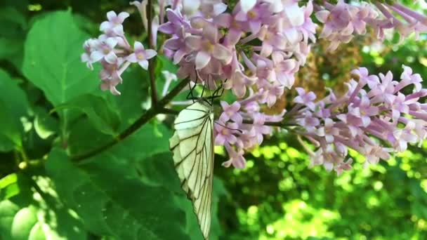 White cabbage butterfly Pieris brassicae sitting on lilac flower. Slow motion