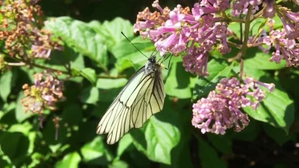 Beyaz lahana kelebeği Pieris sutyen leylak çiçeğinin üzerinde oturuyor. Yavaş çekim — Stok video