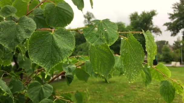 Regen fällt auf die Lindenblätter. Wassertropfen auf grüne Blätter der Linde.