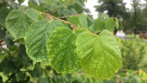 雨落在林登树叶上。 水滴在菩提树的绿叶上. — 图库视频影像