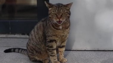 Bir dükkanın kapısının yanında oturan evsiz kedi